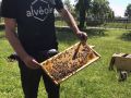 general developpement durable ruches