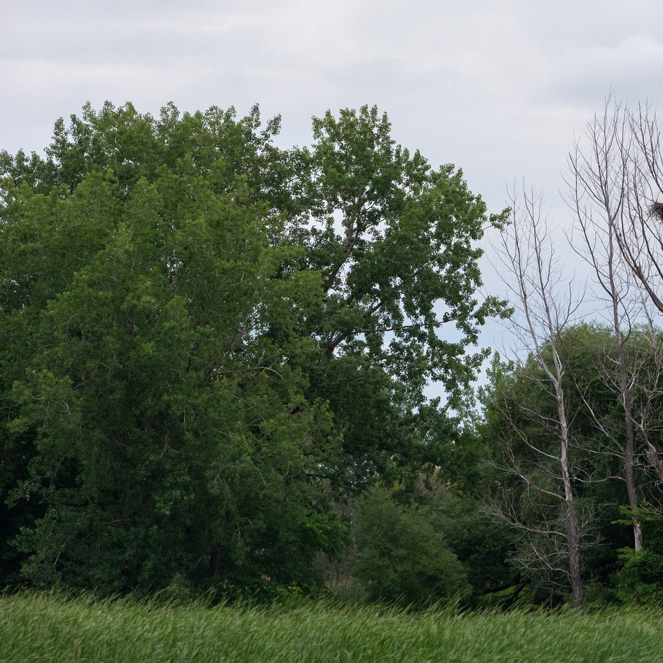 paysage avec arbres