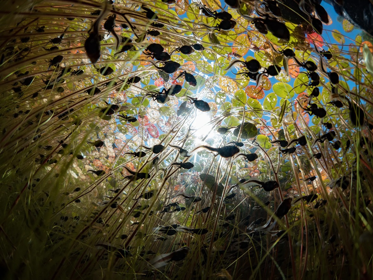 TADPOLES: The Big Little Migration par Maxwell Hohn