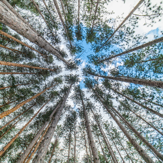 arbres et ciel