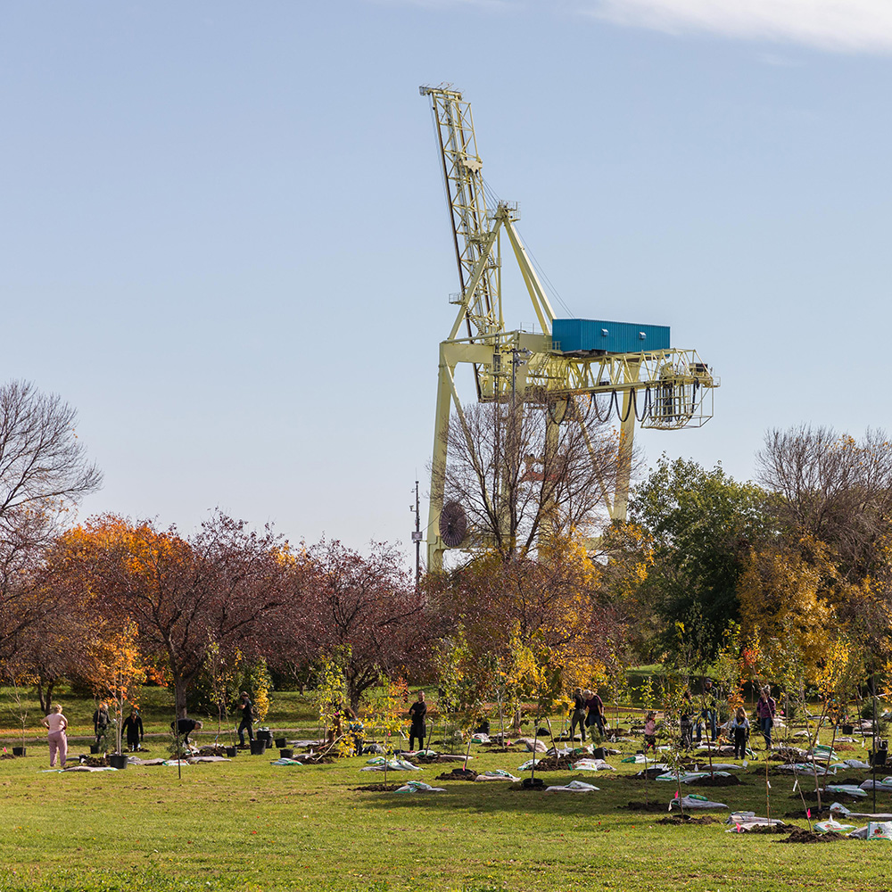 plantation d'arbres devant une grue portuaire