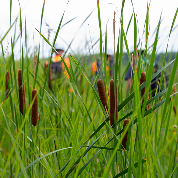 Plantes sur les îles de Contrecoeur