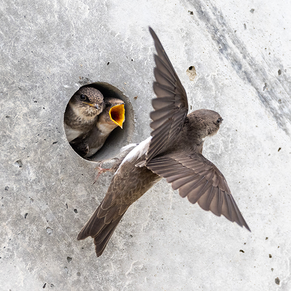 Bank swallow and its nestling