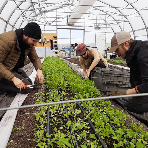 Plantation de semis dans une serre